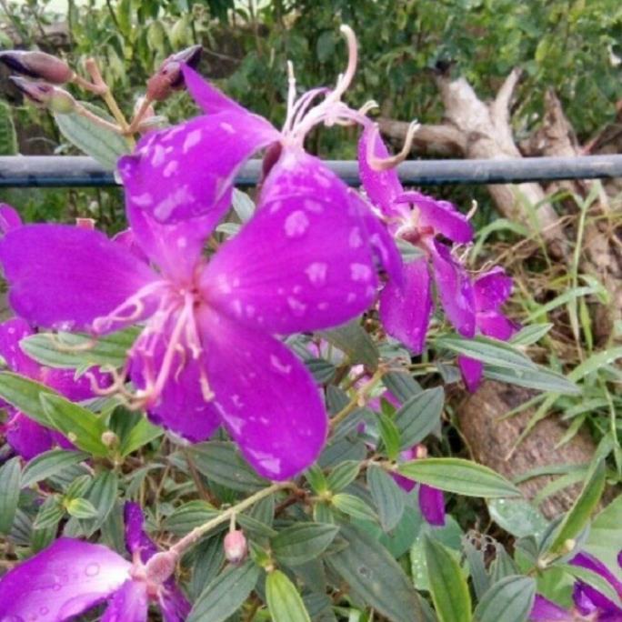 CHẬU HOA MUA TÍM THÁI LAN SIÊU ĐẸP