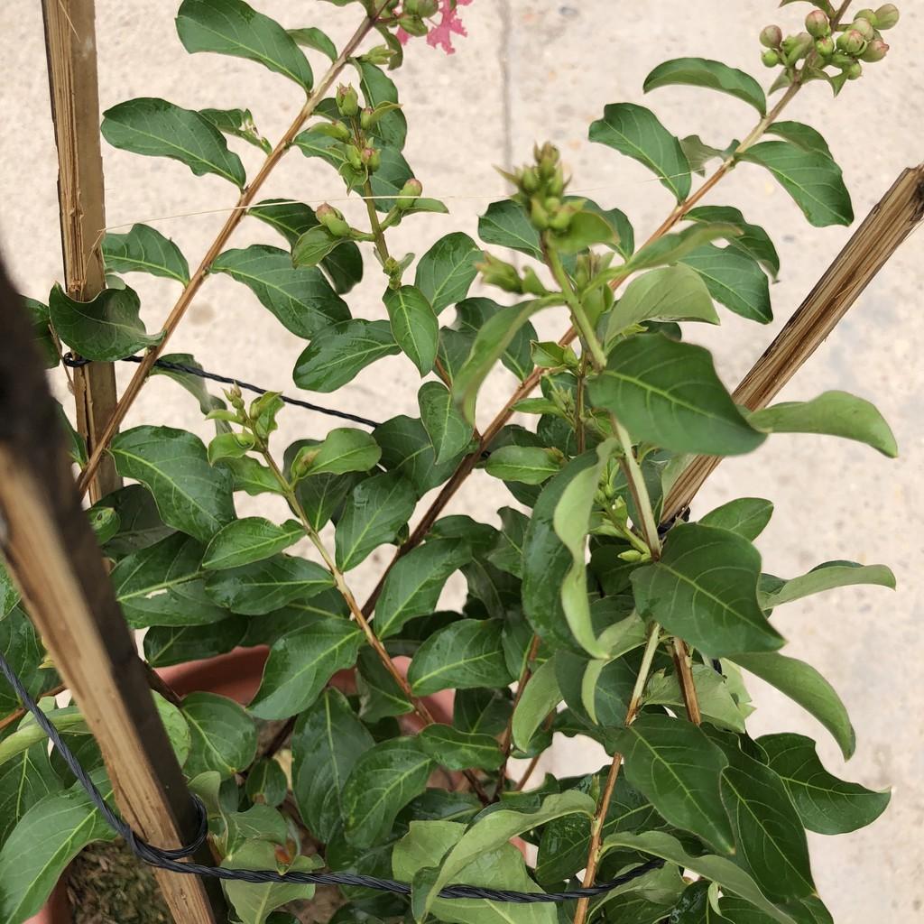 Cây hoa tường vi hồng, chiều cao 25cm gốc to cây sống khỏe hoa nở rộ, thích hợp trang trí cảnh quan