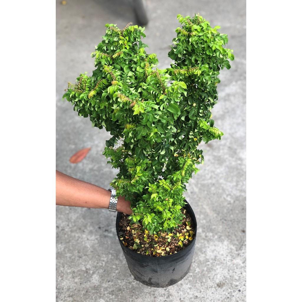 Cây khế Nhật cao 70 - 90 cm