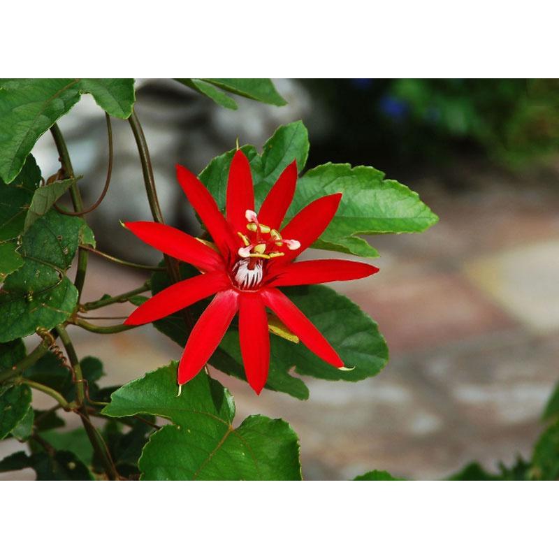 CHẬU HOA LEO Sao Biển