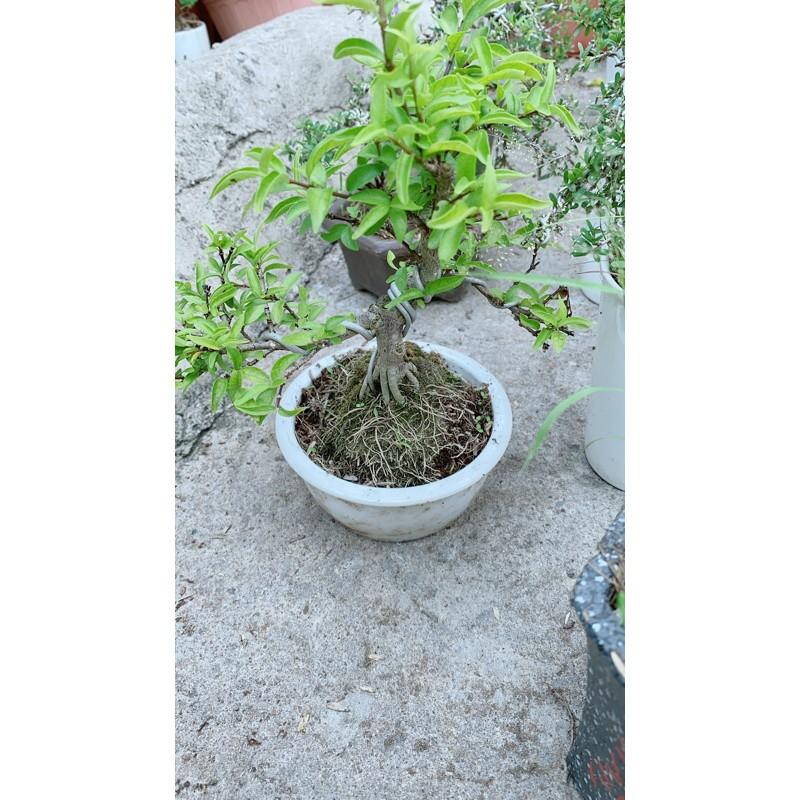 Mai Chiếu Thuỷ Bonsai Để Bàn