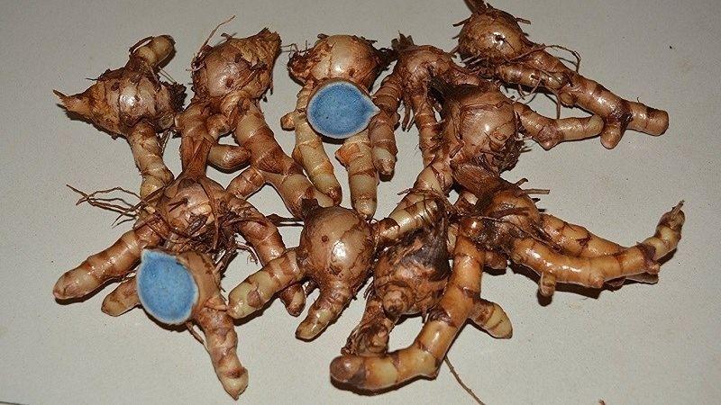 1 KG BỘT NGHỆ ĐEN