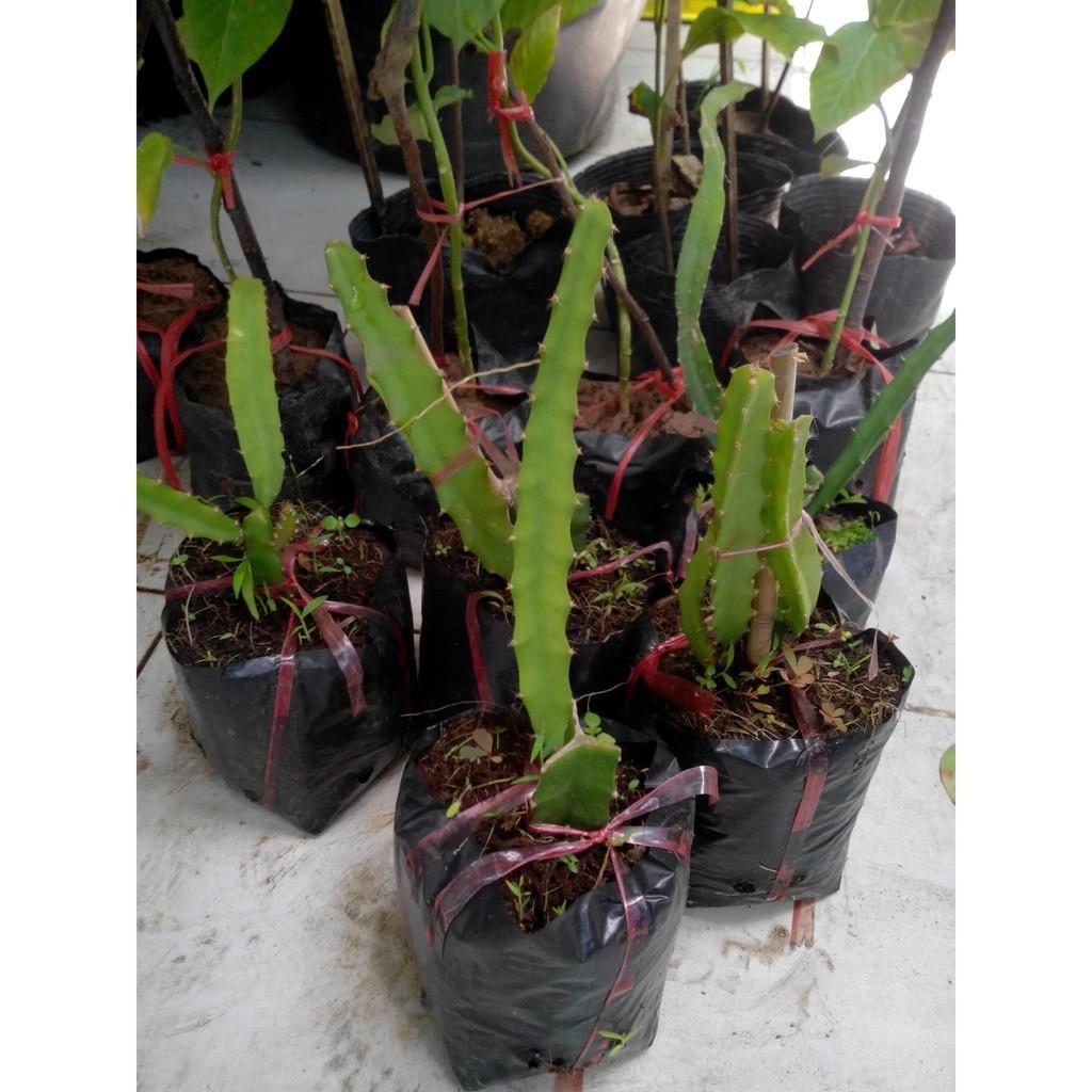 COMBO 2 THANH LONG RUỘT ĐỎ ngọt mát - hàng cây giống chuẩn F1
