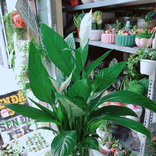 Chậu lan ý thuỷ sinh