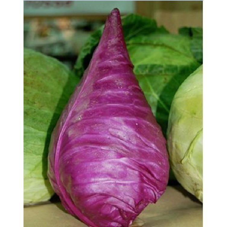 Hạt giống Bắp cải trái tim Tím F1 - 0,1gram/gói