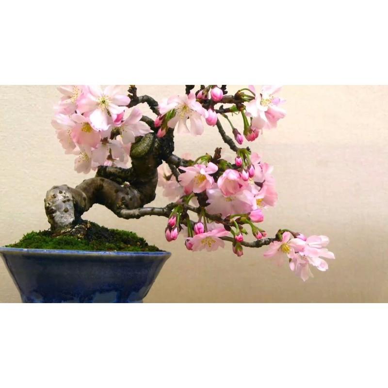 Bộ 5 gói hạt giống hoa anh đào Bonsai