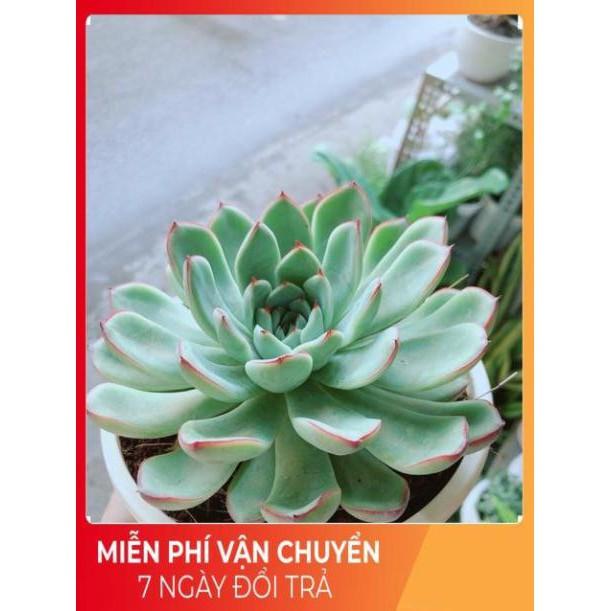 Sen Đá Viền Hồng Size Đại 13cm