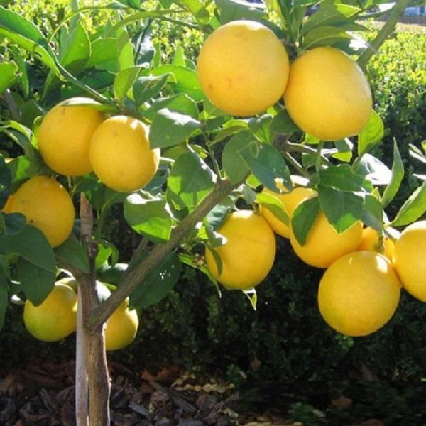 CÂY CHANH VÀNG HAWAI MỸ