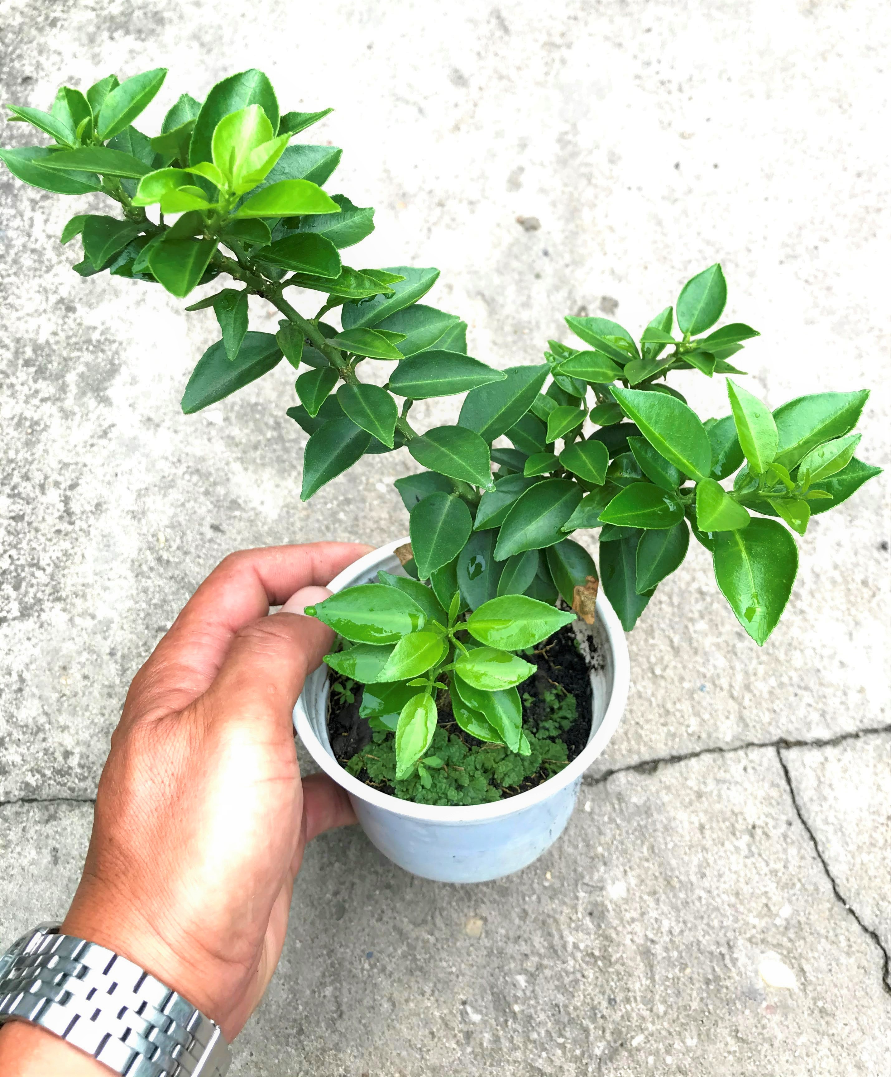 Cây giống Cam Mỹ