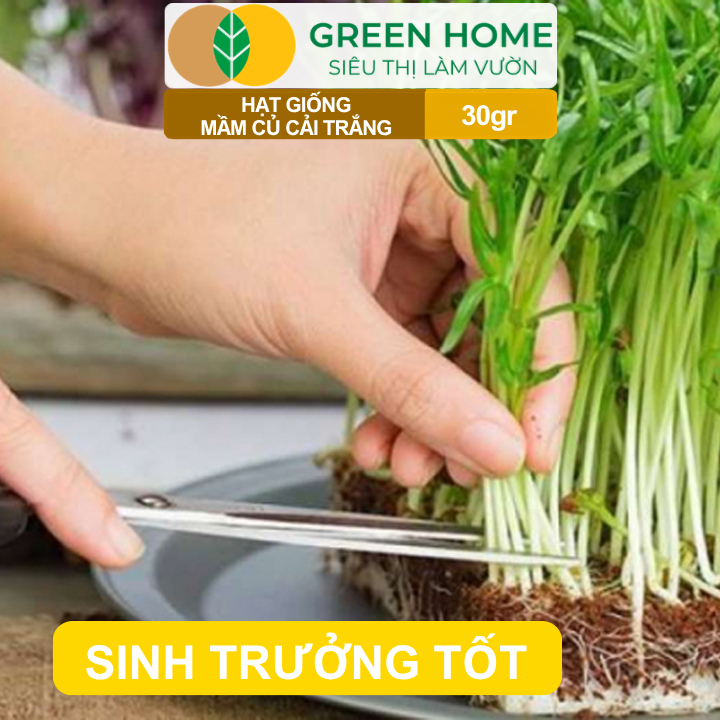 Hạt Giống Mầm Củ Cải Trắng GreenHome,Gói 30g, Dễ Trồng, Nảy Mầm Cao, Năng Suất Cao R10