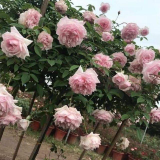 Hoa Hồng đào cổ thân bụi - bầu to, cây to lơn trồng bịch vải