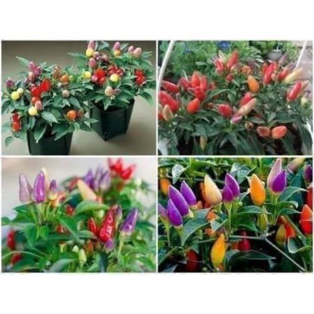 Sản phẩm ỚT NGŨ SẮC