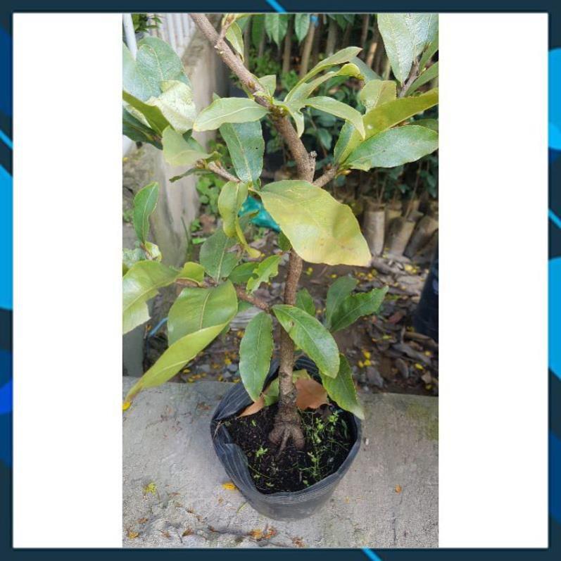 Cây Mai Giảo Giống Bến Tre Sai Hoa, Nhiều Cảnh Đẹp Chơi Tết SAMSON GARDEN