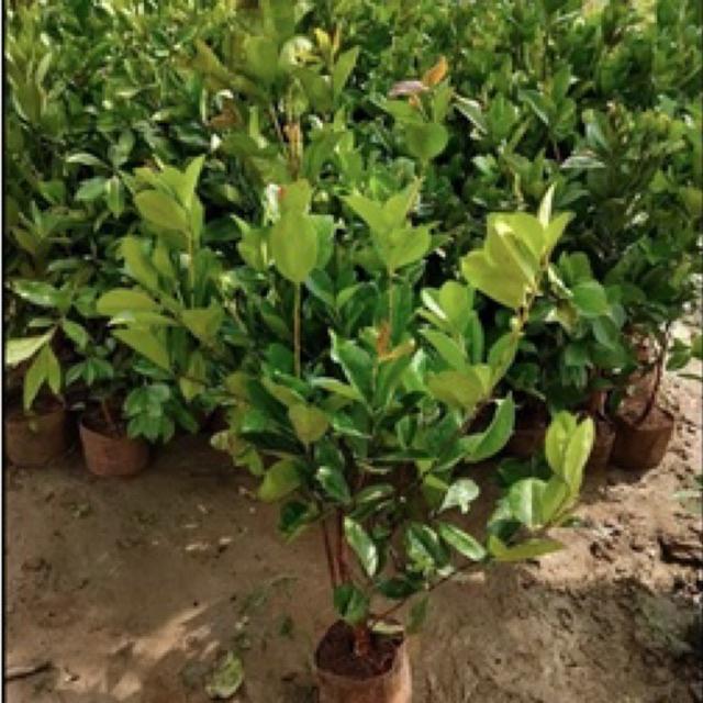 Cây cherry Brazil choai cao 80-90 cm (ảnh chụp thật tại vườn)