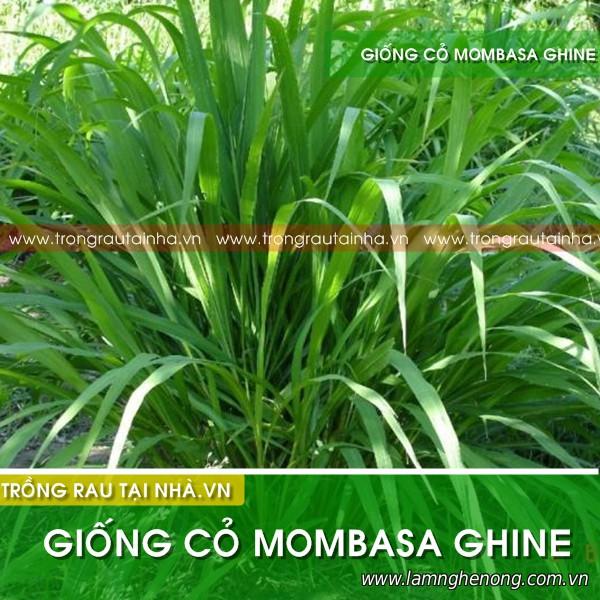 Hạt cỏ Mombasa ghine 1kg - Cỏ sả lá lớn, lá mềm không lông, tái sinh tốt nhiều năm
