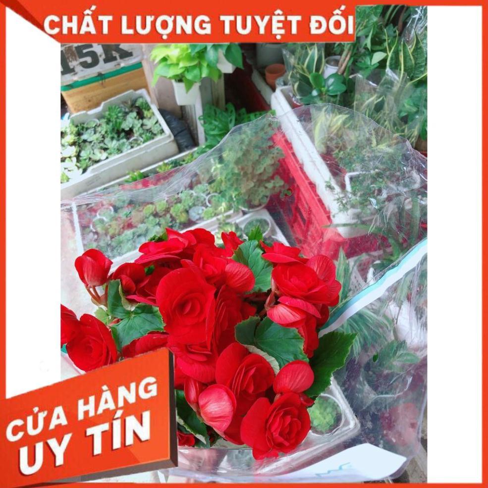 Hải đường kèm chậu sứ trắng Nhiều Người Mua