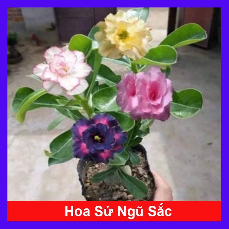 Cây Hoa Sứ Thái Ghép Nhiều Màu - cây cảnh trong nhà + tặng phân bón cho cây