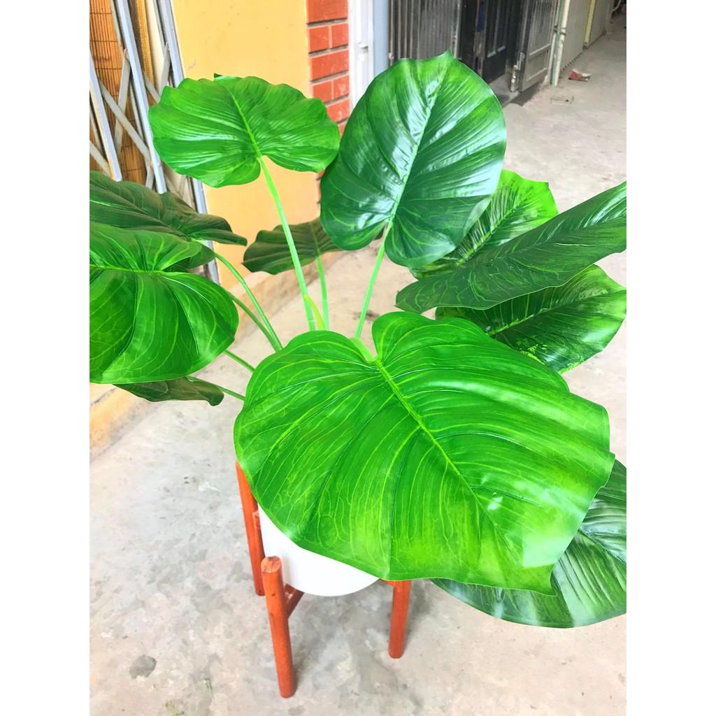 Trầu bà lá tròn
