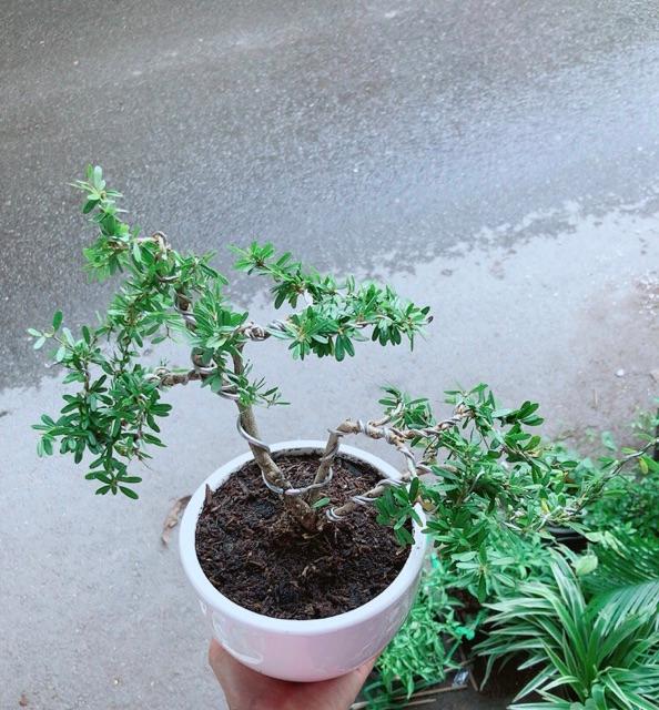 Chậu Cây Linh Sam