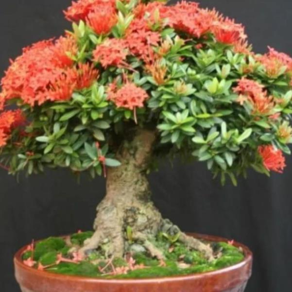 Cây giống mẫu đơn