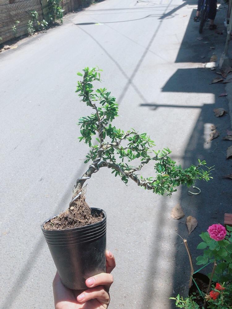 Cây Linh Sam Bonsai