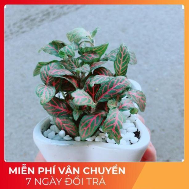 Chậu Cẩm Nhung Đỏ