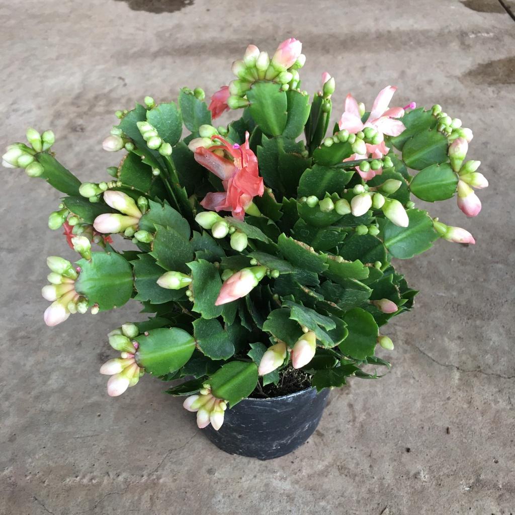 Cây LAN CÀNG CUA Để Bàn Siêu Nụ,Bụi Xum To Nhiều Nhánh