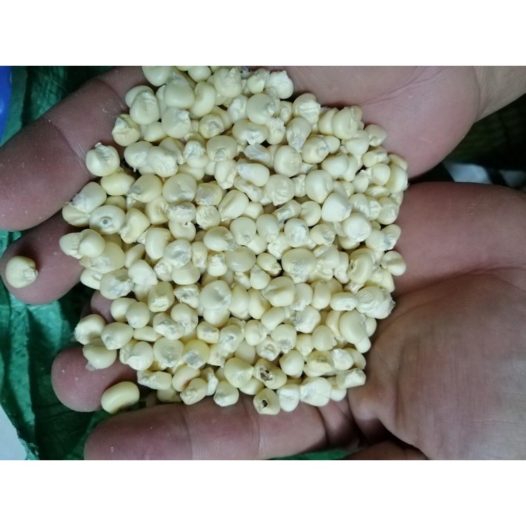 BẮP NẾP HAT 5 kg ( NGÔ NẾP)