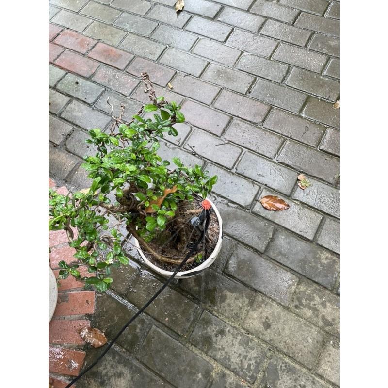 Đầu tưới phun mưa xoè 18 tia