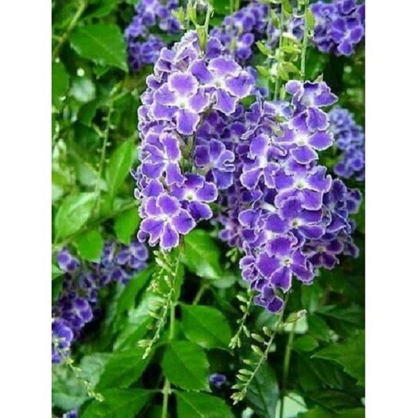 CÂY CHUỖI NGỌC HOA TÍM - CÂY BẦU LỚN - HOA ĐẸP MÀU TÍM SIÊU ĐẸP