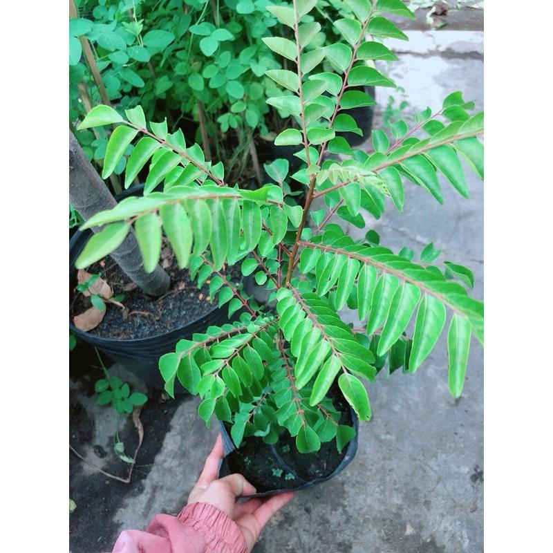 Cành Vàng Lá Ngọc Cổ Thụ