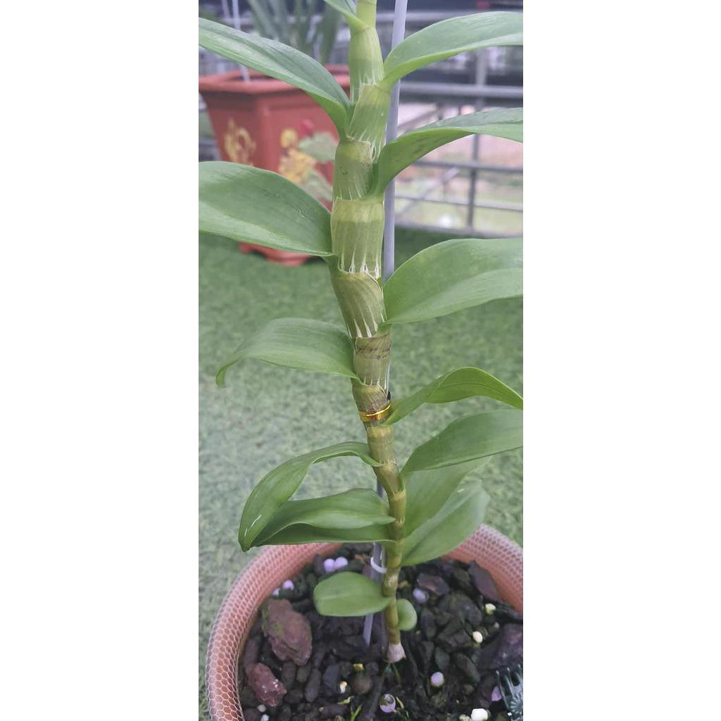 Phi điệp BỆT MA BÓ CHẤT LƯỢNG UY TÍN