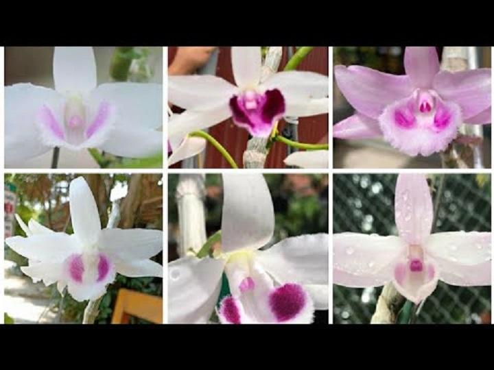 Phi điệp đột biến HỒNG HỔ PHÁCH chuẩn giống cam kết chất lượng