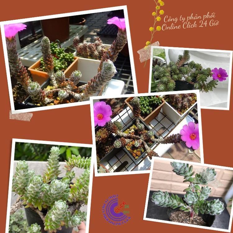 Hoa Mười Giờ Braxin Đẹp Lạ Dễ Trồng Giống Mới Nhập Hoa Mười Giờ Bonsai & Phụ Kiện