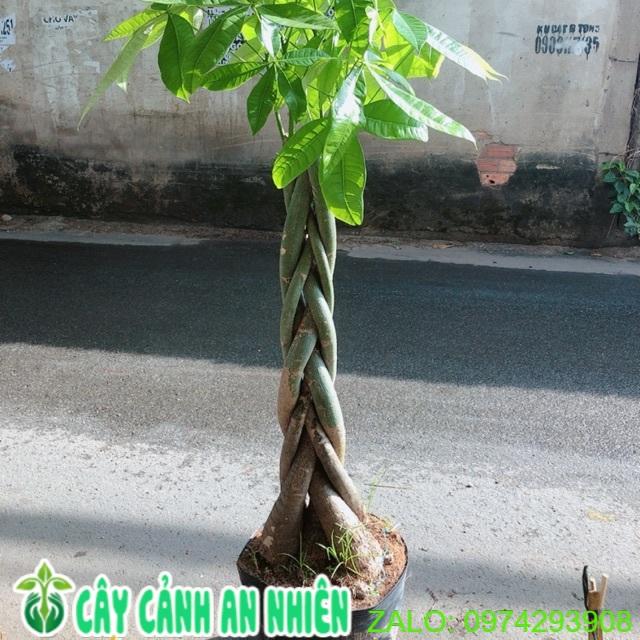 Kim Ngân Thắt Bính Gốc Lớn
