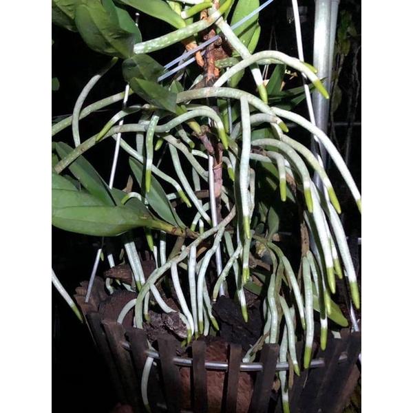 PHÂN TRÙN QUẾ ĐÓNG THANH BÓN LAN, CÂY CẢNH ĐÃ QUA XỬ LÝ SIÊU TIỆN LỢI