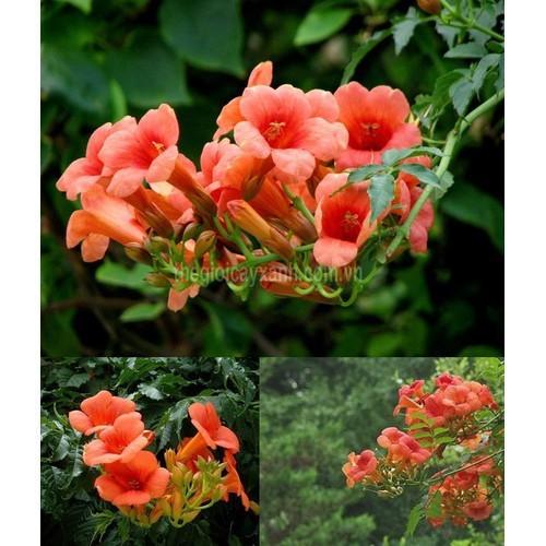 CHẬU HOA GIỐNG CÂY HOA LEO ĐĂNG TIÊU