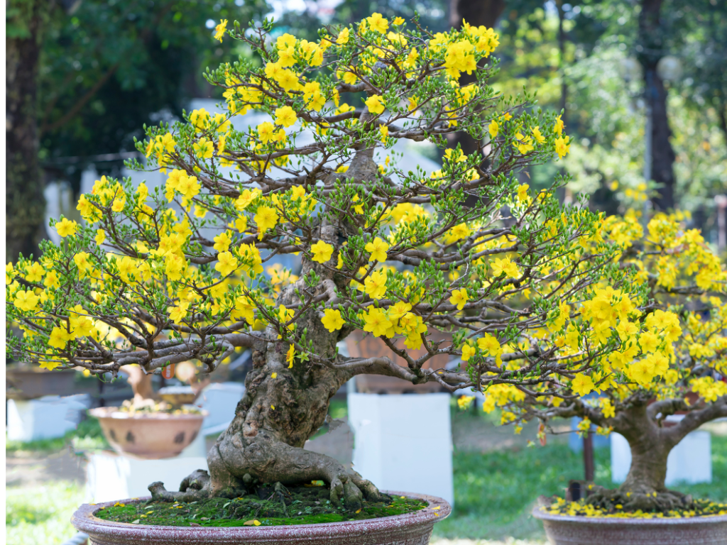Kích rễ cây Cực Mạnh NEM