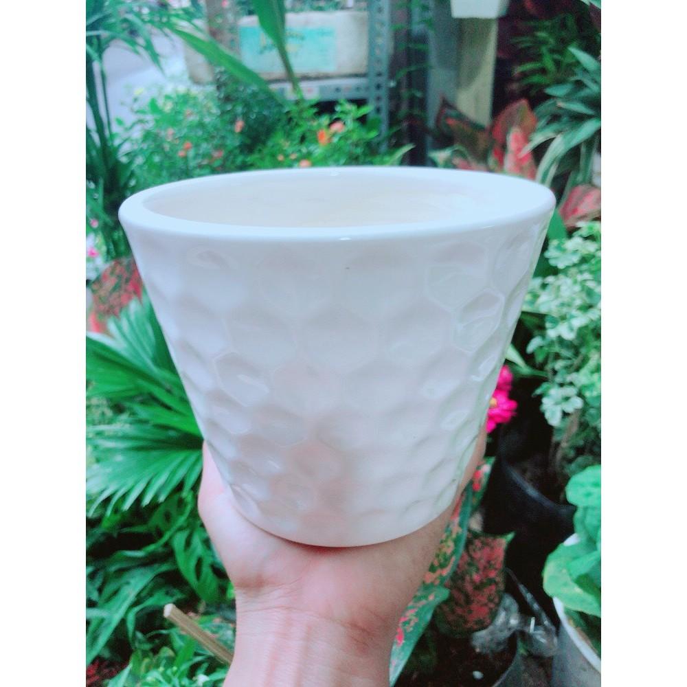 Cây Hồng Môn Kèm Chậu Sứ