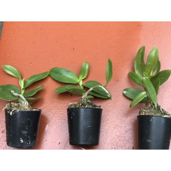 Combo 3 côc phi điệp tím cốc giống