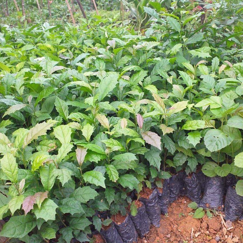 Xạ đen hòa bình cây giống