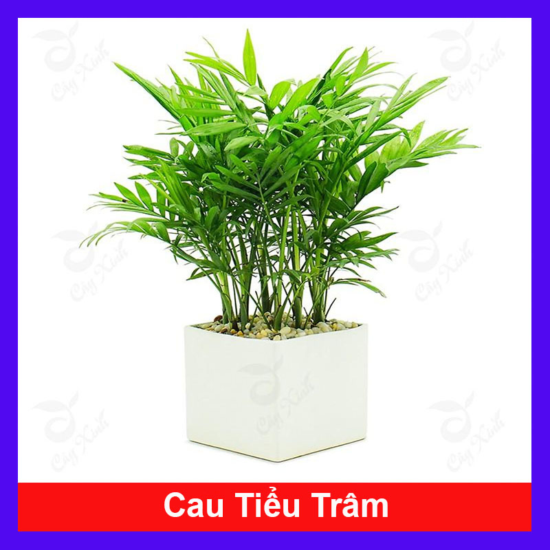 Cây cau tiểu trâm