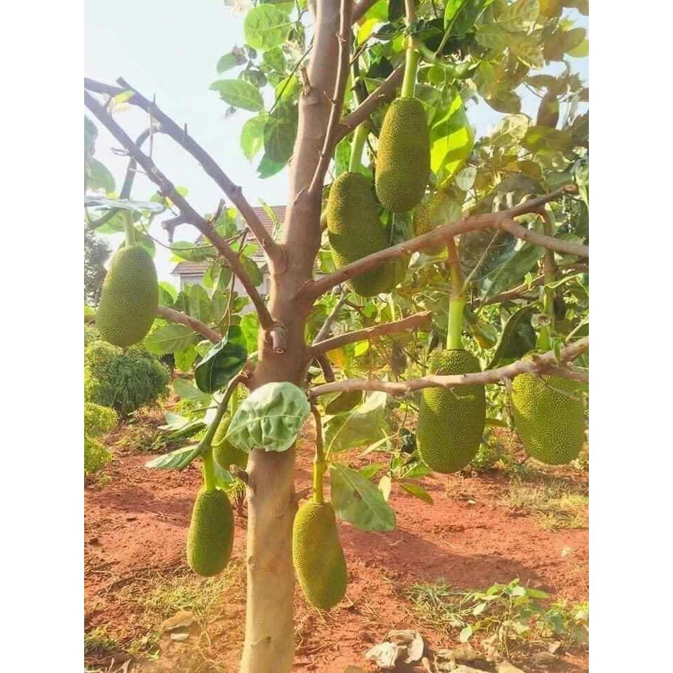 Giống mít siêu trái