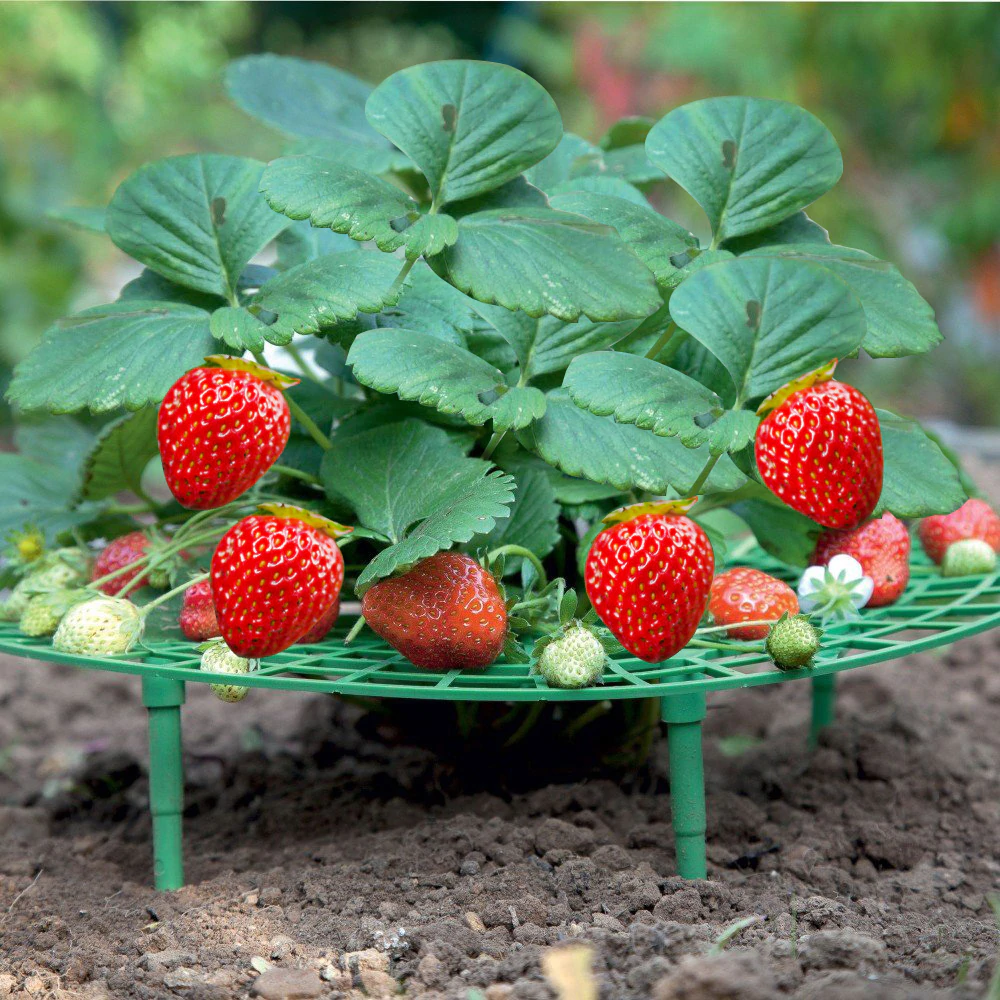 GIÁ ĐỠ DÂU TÂY- RAU ĂN LÁ ĐƯỜNG KÍNH 7- 30CM