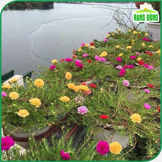 Hạt giống Hoa Mười Giờ Nhiều Màu Rd 810 (0,03g~150 hạt) ra hoa liên tục, trồng quanh năm - Hạt giống Rạng Đông