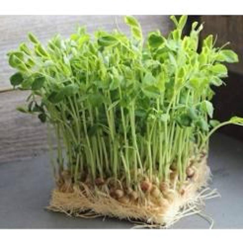 500 gram HẠT GIỐNG MẦM ĐẬU HÀ LAN - Rau mầm