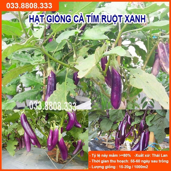 Hạt Giống Cà Tím Ruột Xanh Dài - Quả Dài Đặc Ruột