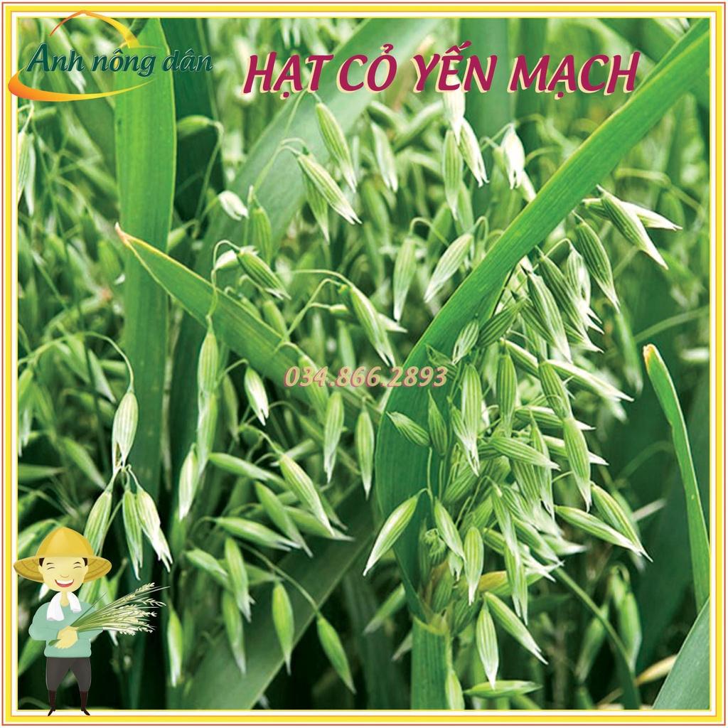 1kg Hạt giống cỏ Yến Mạch - cỏ chó mèo