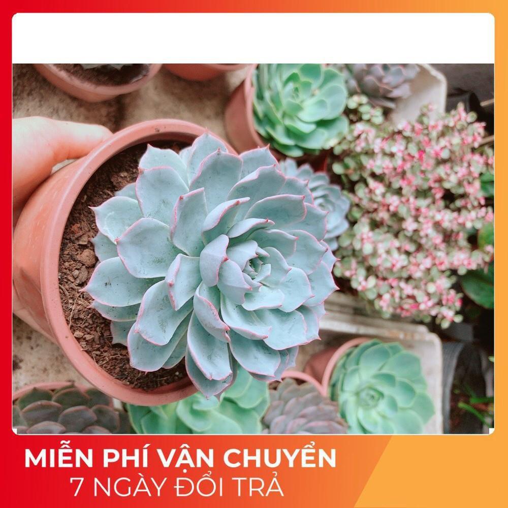 Sen Đá Hồng Phấn Size Đại