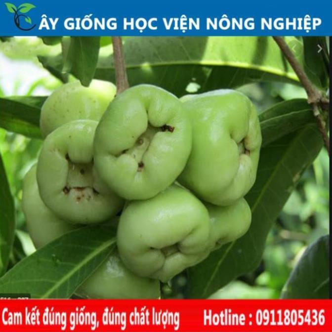 Sản phẩm Cây Ăn Trái cây roi xanh